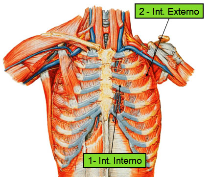 Músculos Intercostais 