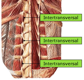 Músculo Intertransversal