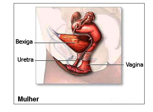 BEXIGA URINÁRIA Feminina