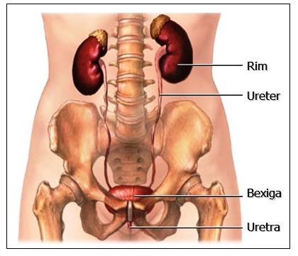 SISTEMA URINÁRIO