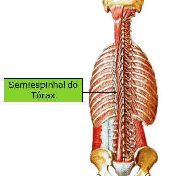 Músculo Semiespinhal do Tórax