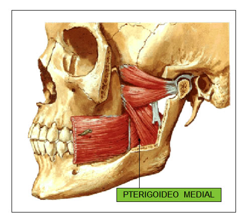 Músculo Pterigoideo Medial