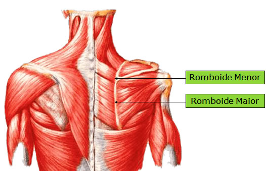 Músculo Romboide