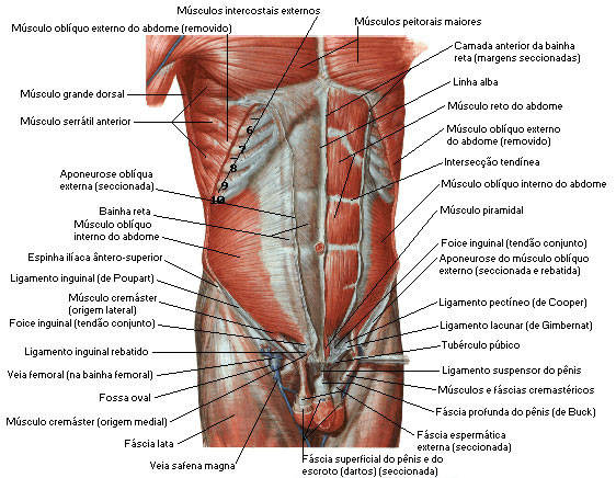 Músculo do Abdome - Camada Intermédia
