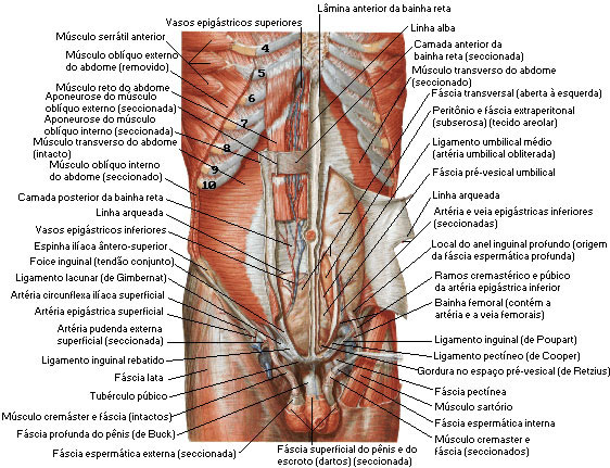 Músculo do Abdome - Camada Profunda