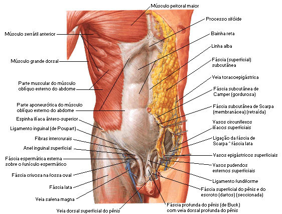 Músculo do Abdome - Camada Superficial