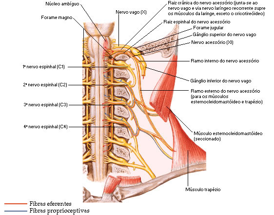 Nervo Acessório 