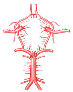 Vascularização Arterial do Encéfalo