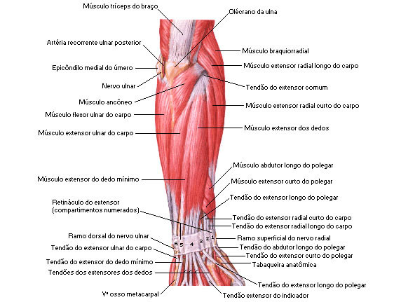 Músculos do Antebraço - Vista Posterior - Dissecação Superficial