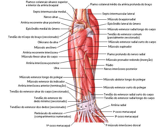 Músculos do Antebraço - Vista Posterior - Dissecação Profunda