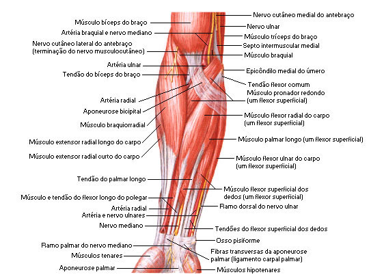 Músculos do Antebraço - Vista Anterior - Dissecação Superficial