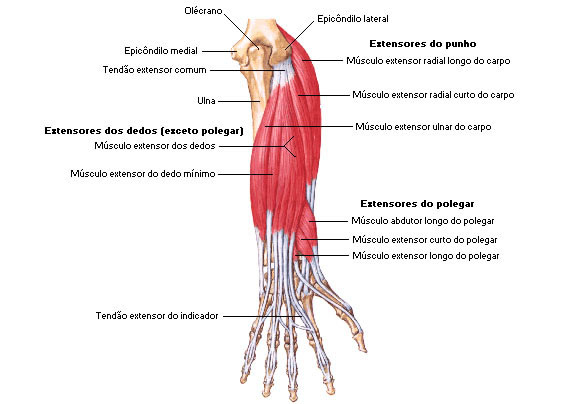 Músculos do Antebraço - Vista Posterior - Extensores