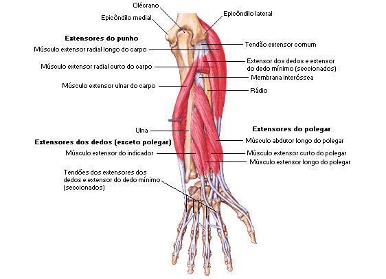 Músculos do Antebraço - Vista Posterior - Extensores