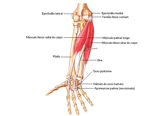 Músculos do Antebraço - Vista Anterior - Flexores