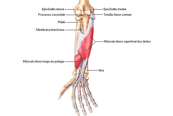 Músculos do Antebraço - Vista Anterior - Flexores