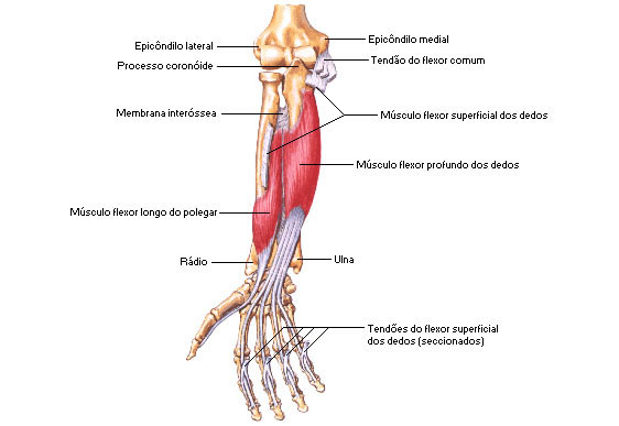 Músculos do Antebraço - Vista Anterior - Flexores