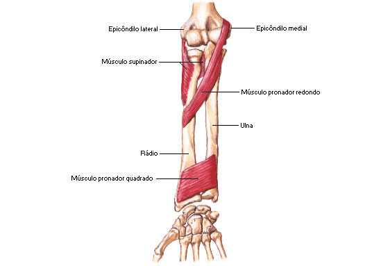 Músculos do Antebraço - Vista Anterior - Rotadores