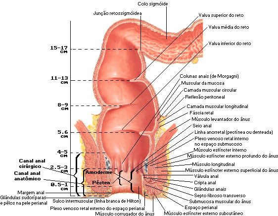CANAL ANAL E ESFINCTER ANAL