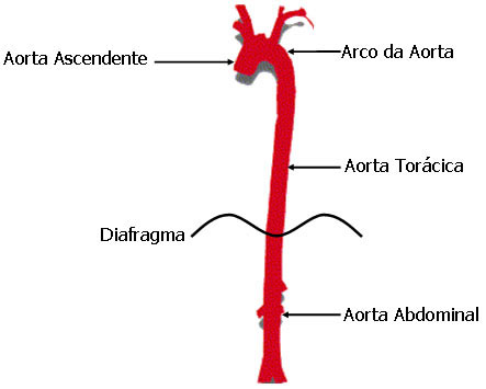 Porções da Artéria Aorta