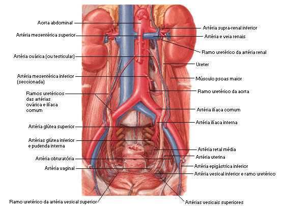 ARTÉRIAS DA PORÇÃO ABDOMINAL DA AORTA