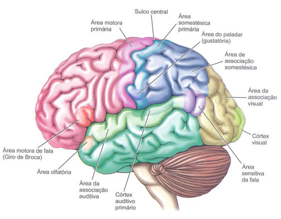 Vista Lateral do Cérebro