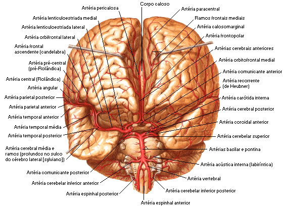 VISTA ANTERIOR DAS ARTÉRIAS CEREBRAL ANTERIOR E MÉDIA