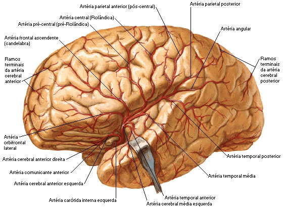 Vasculariza o Do Sistema Nervoso Sistemas Aula De Anatomia