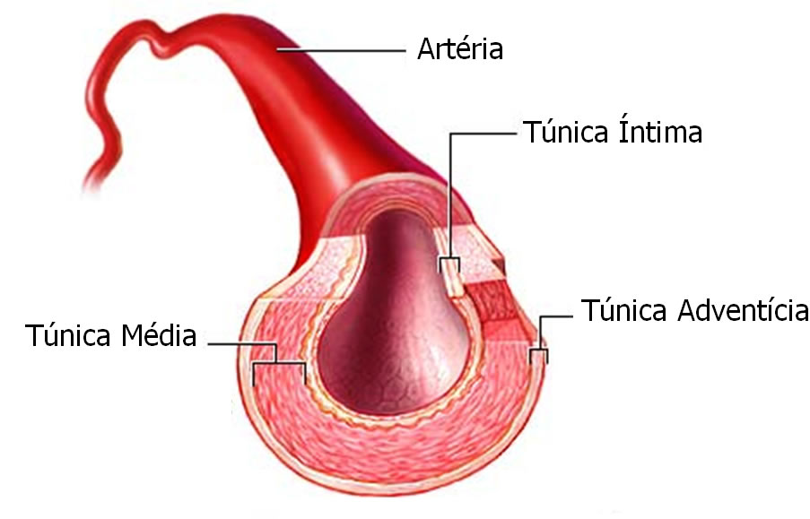 Túnica íntima, túnica media y túnica adventicia