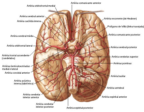 ARTÉRIAS DO ENCÉFALO - VISTA INFERIOR