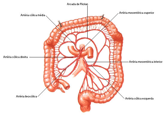 PRINCIPAIS RAMOS DAS ARTÉRIAS MESENTÉRICAS
