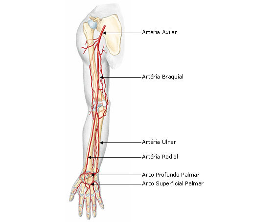 ARTÉRIAS DO MEMBRO SUPERIOR