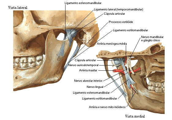 ARTICULAÇÃO TEMPORO-MANDIBULAR