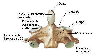 Áxis - Vista Anterior