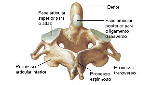 Áxis - Vista Posterior