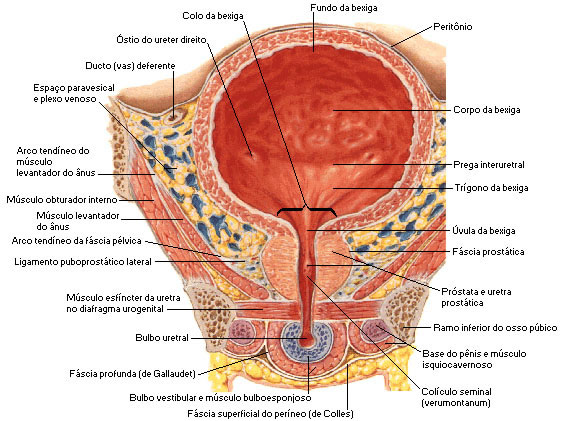 BEXIGA URINÁRIA MASCULINA