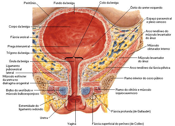 BEXIGA URINÁRIA FEMININA