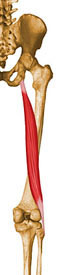 Músculo Bíceps Femoral - Porção Longa