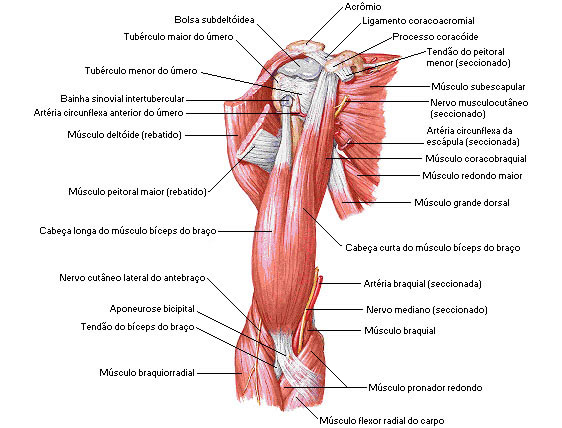Músculos do Braço - Vista Anterior - Dissecação Superficial