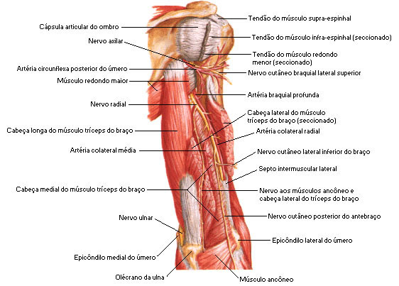 Músculos do Braço - Vista Posterior - Dissecação Profunda