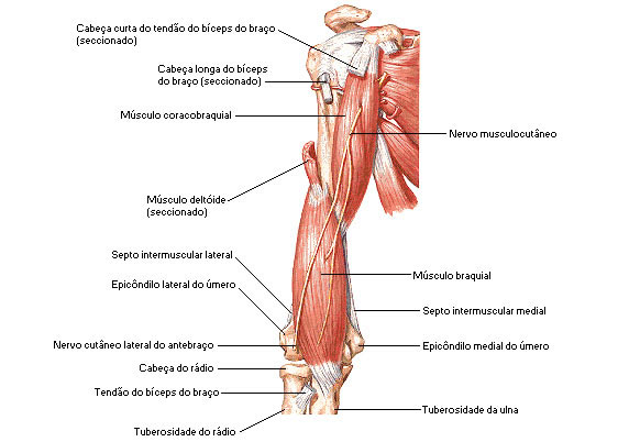 Músculos do Braço - Vista Anterior - Dissecação Profunda