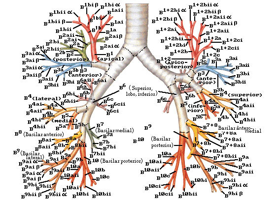 BRÔNQUIOS SEGMENTARES