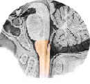 BULB (OBLONG MARROW) - BRAIN STEM