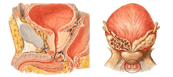 GLÂNDULAS BULBOURETRAIS