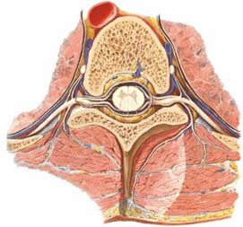 Canal Vertebral