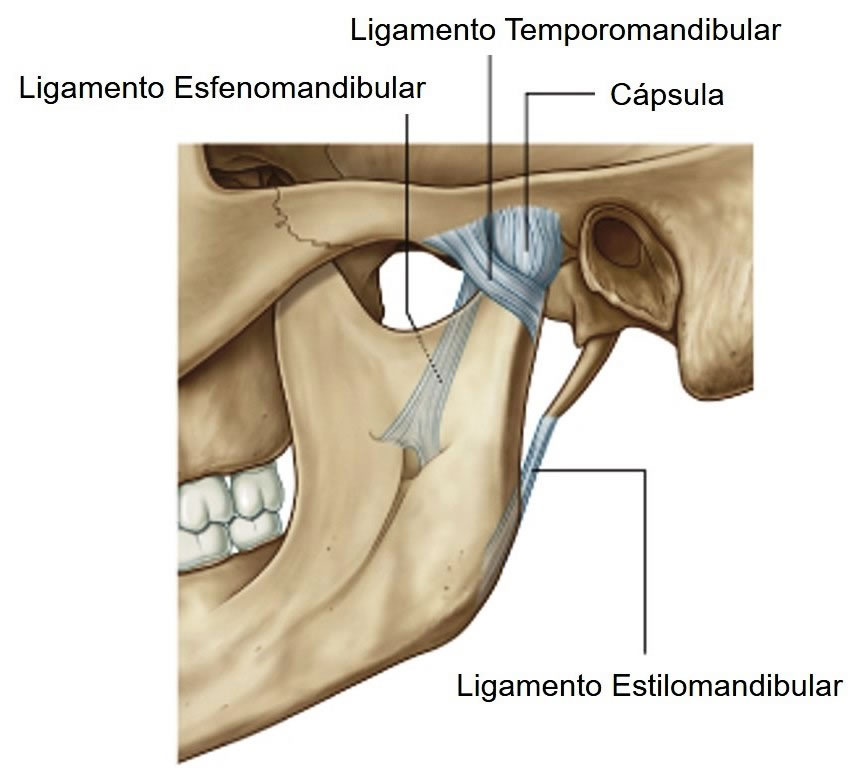 Tempomandibular ligament
