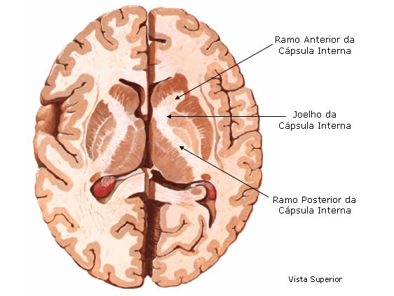 Capsula Interna - Vista Inferior