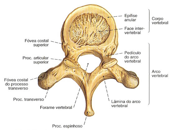 Características Gerais Vértebras 