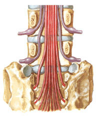 Cauda Equina