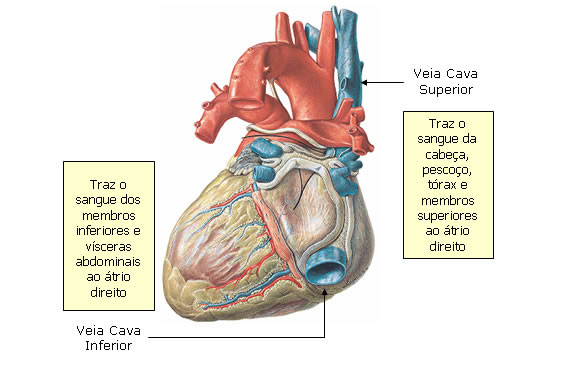 Sistema Venoso Sistemas Aula De Anatomia