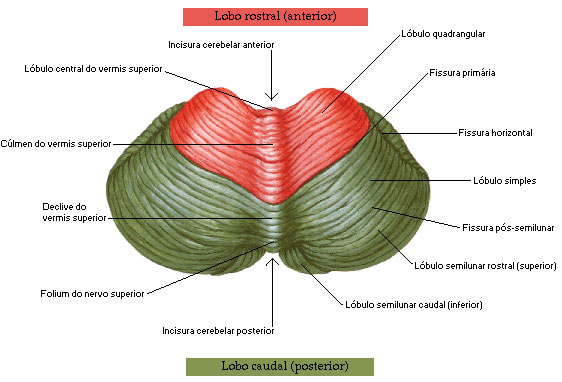 Cerebelo - Vista Superior